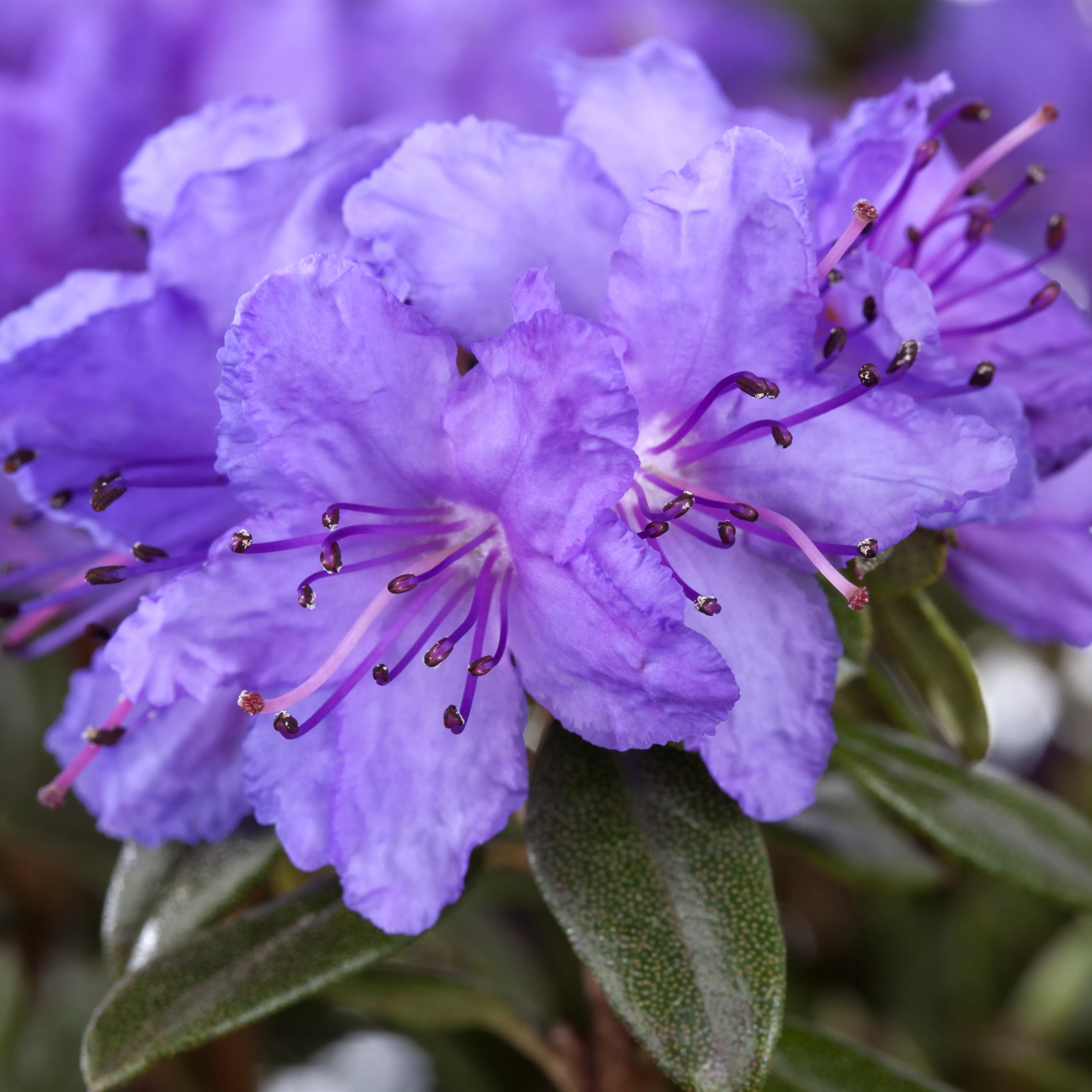 Rhododendren pflanzen