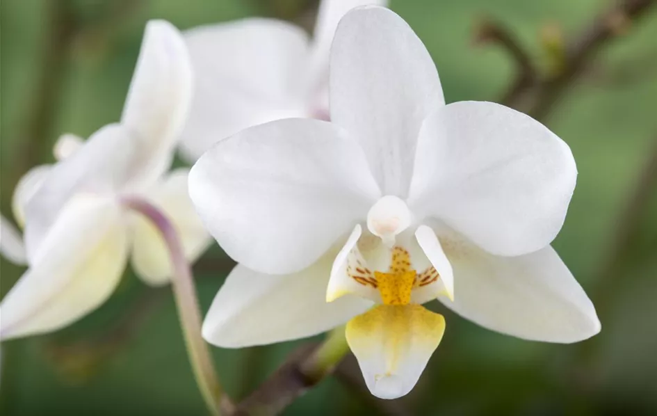 Phalaenopsis 'Wild Orchid'