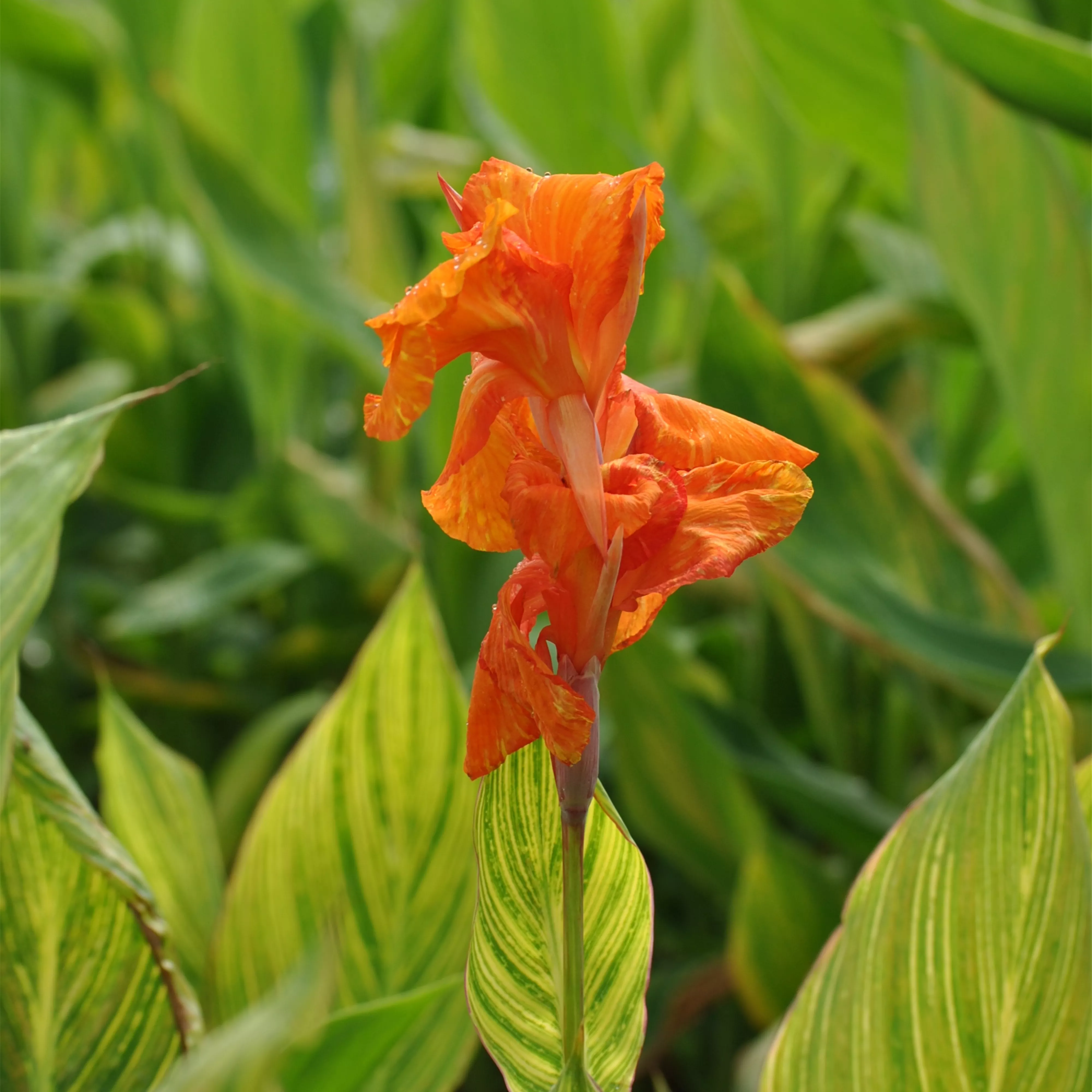 Indisches Blumenrohr überwintern