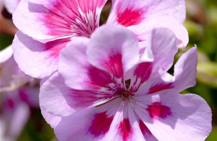 Winterschlaf für Geranien und Fuchsien