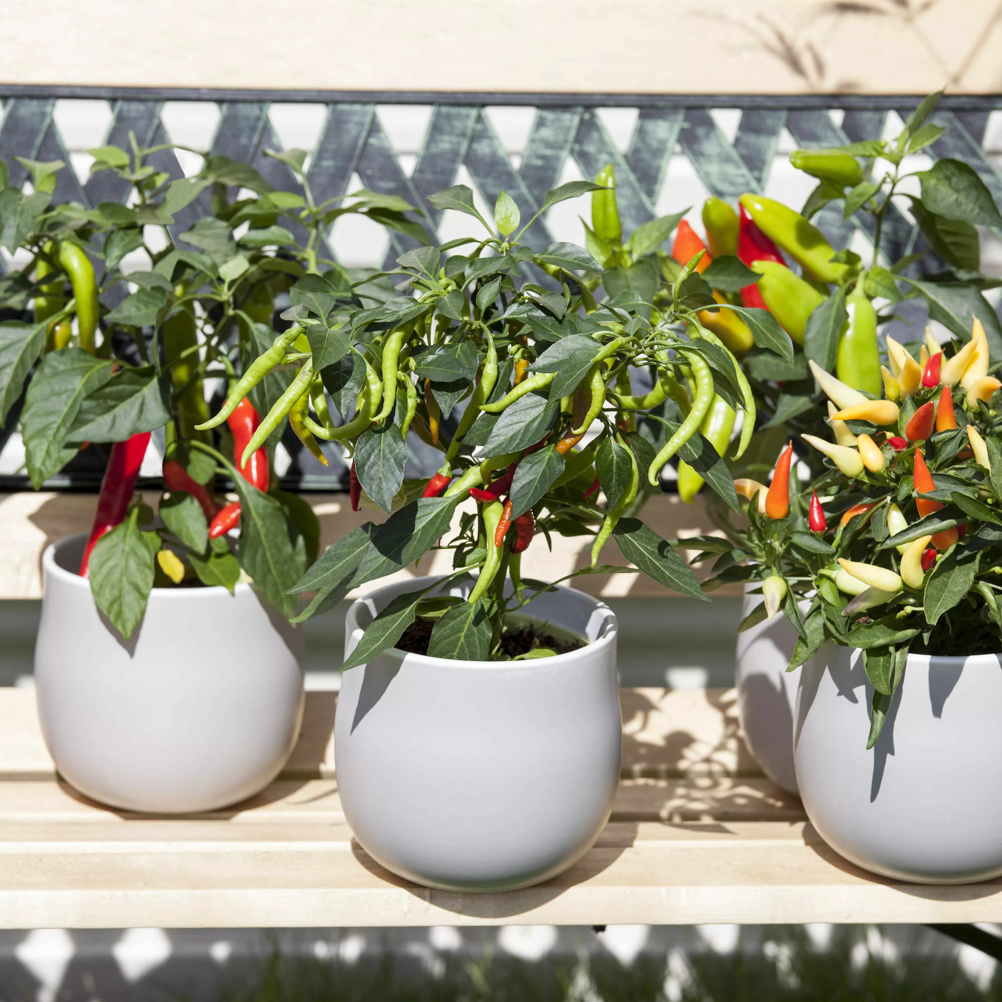 Ein ganzer Garten auf dem Balkon