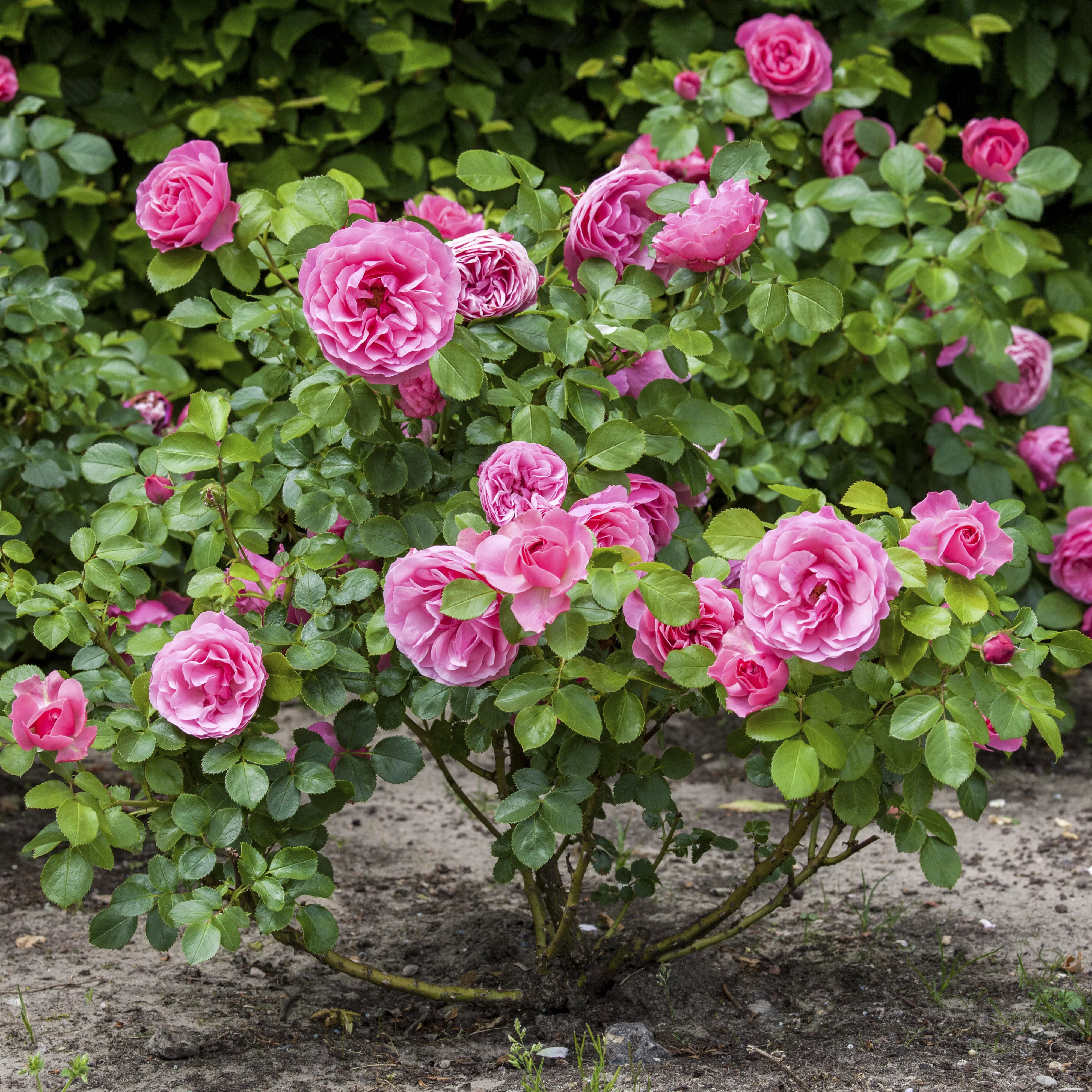 Der Oktober – Pflanzzeit für Rosen