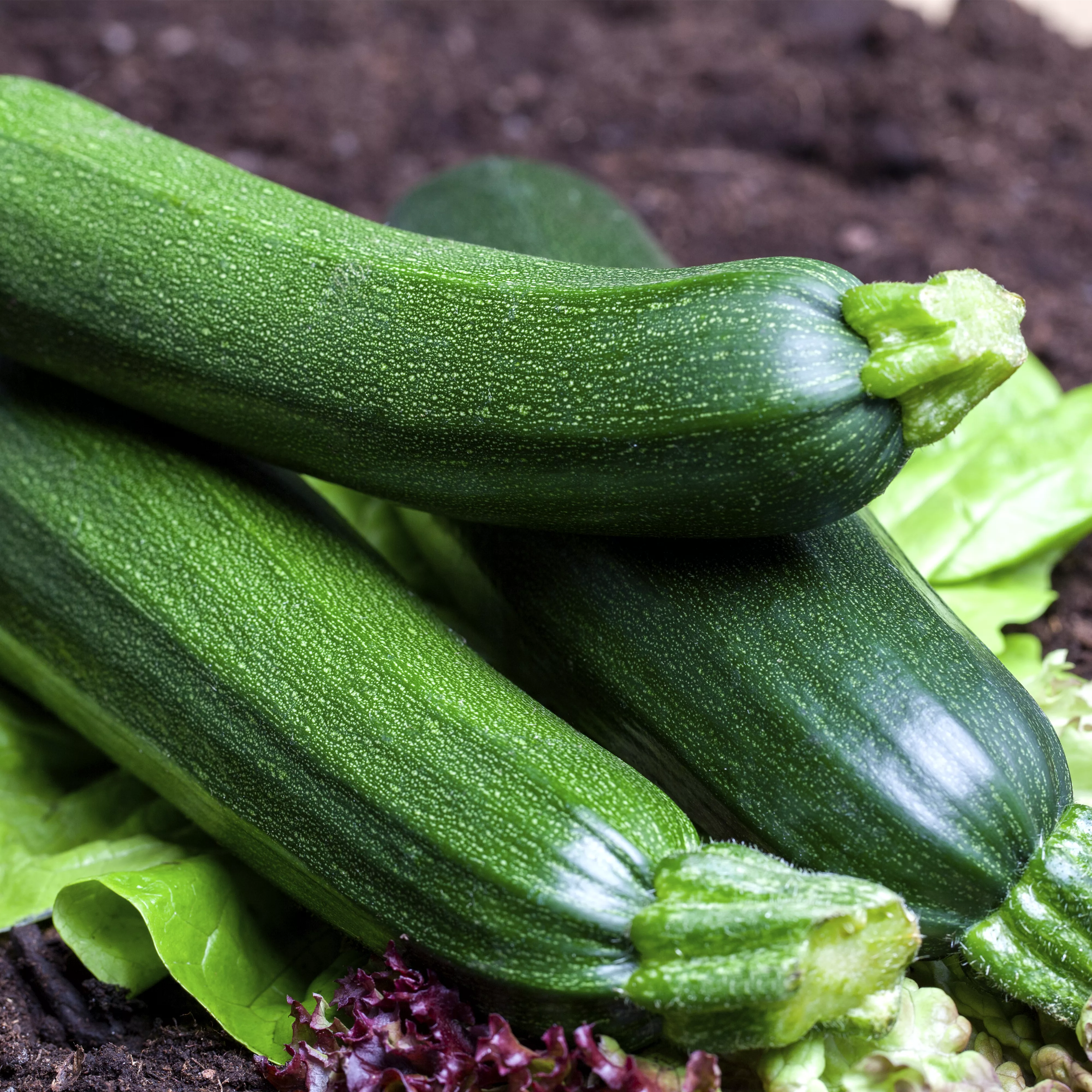 Tricks für reiche Zucchiniernte