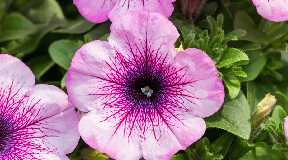 Petunia x atkinsiana 'Patia® Lavender Vein'