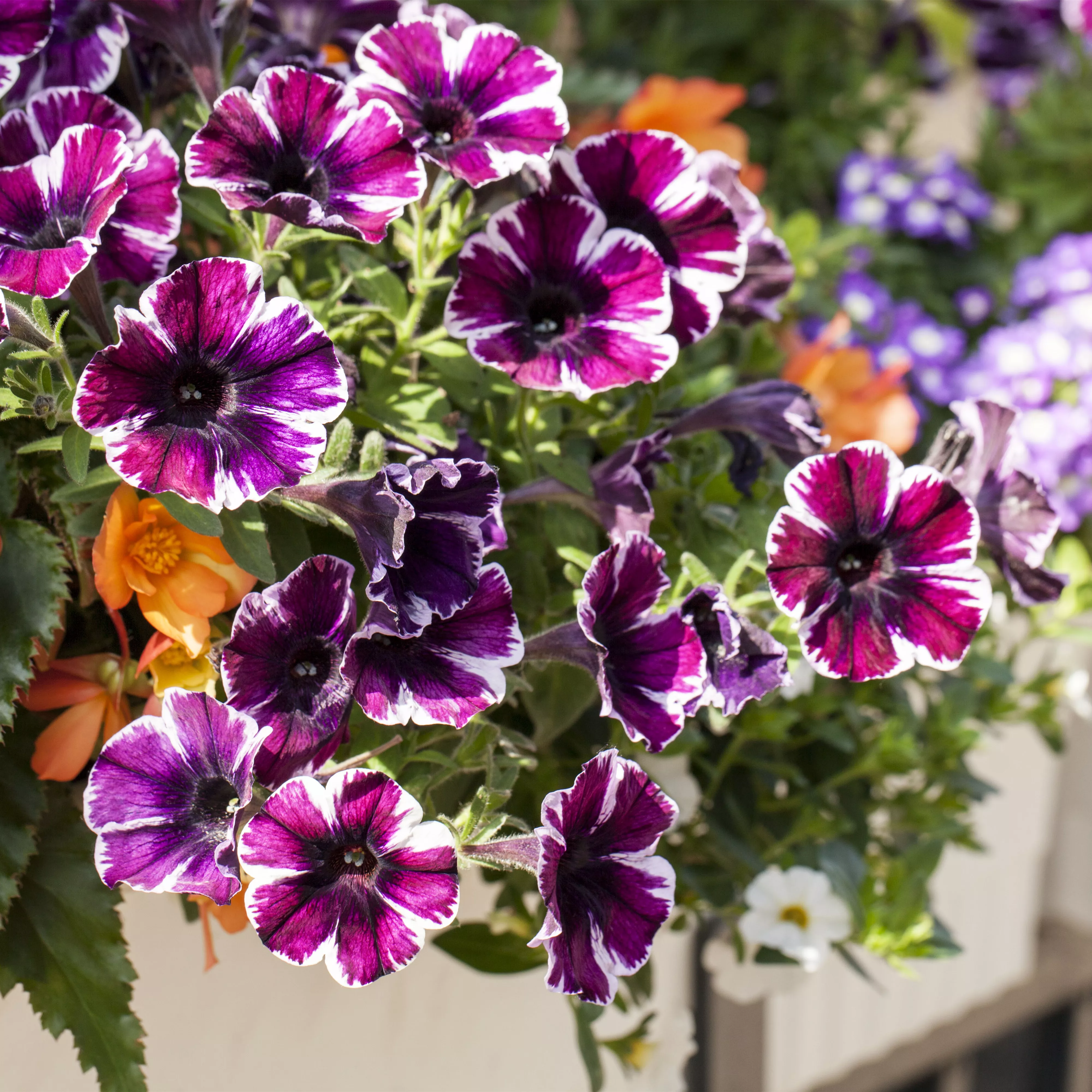 Verwelkte Blüten entfernen