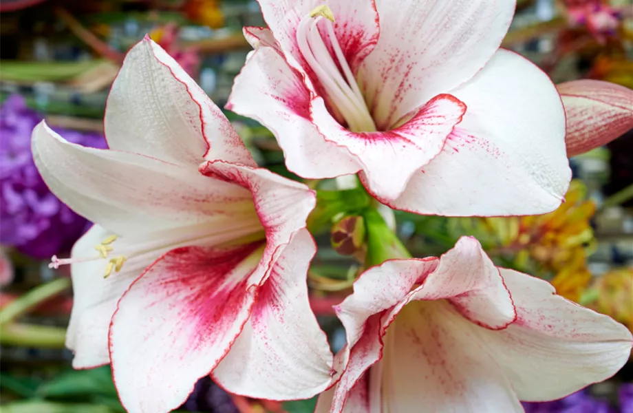 Pflanze Dezember 2025: Amaryllis