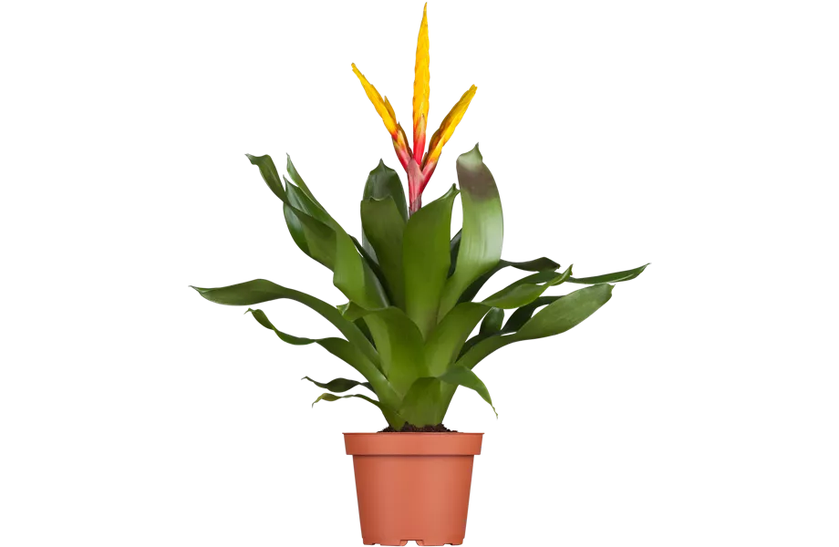 Pflanze März 2025: Bromelien