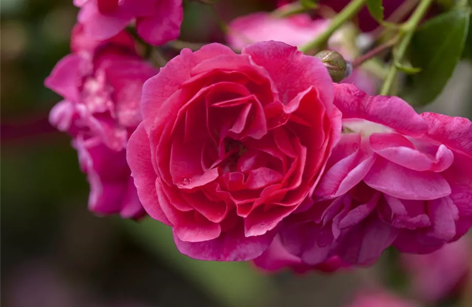 Insektenfreundliche Rosen und ihre Begleiter