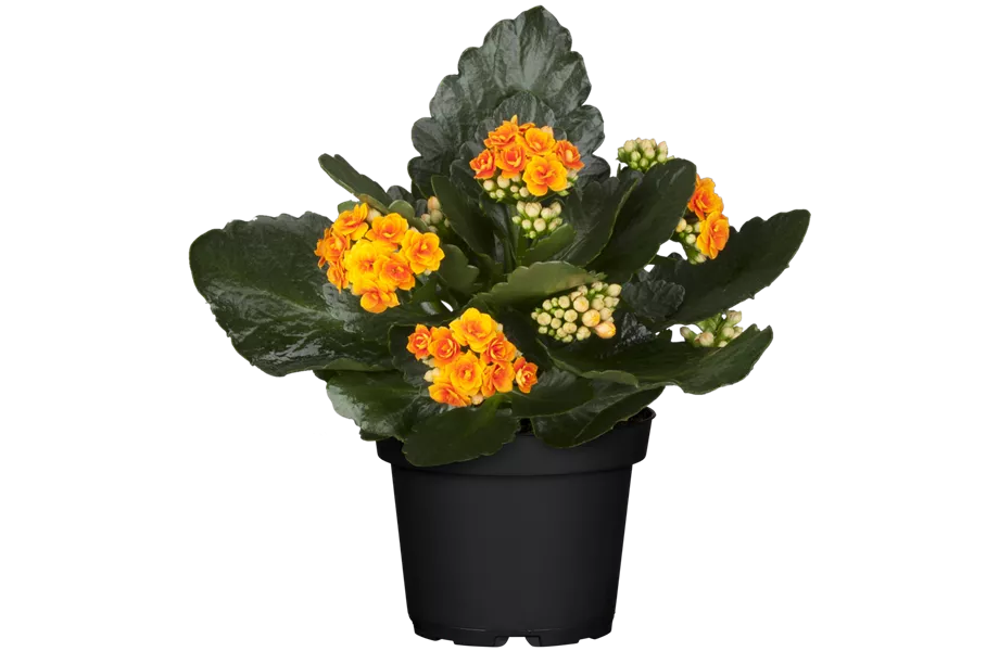 Pflanze Juli 2022: Kalanchoe