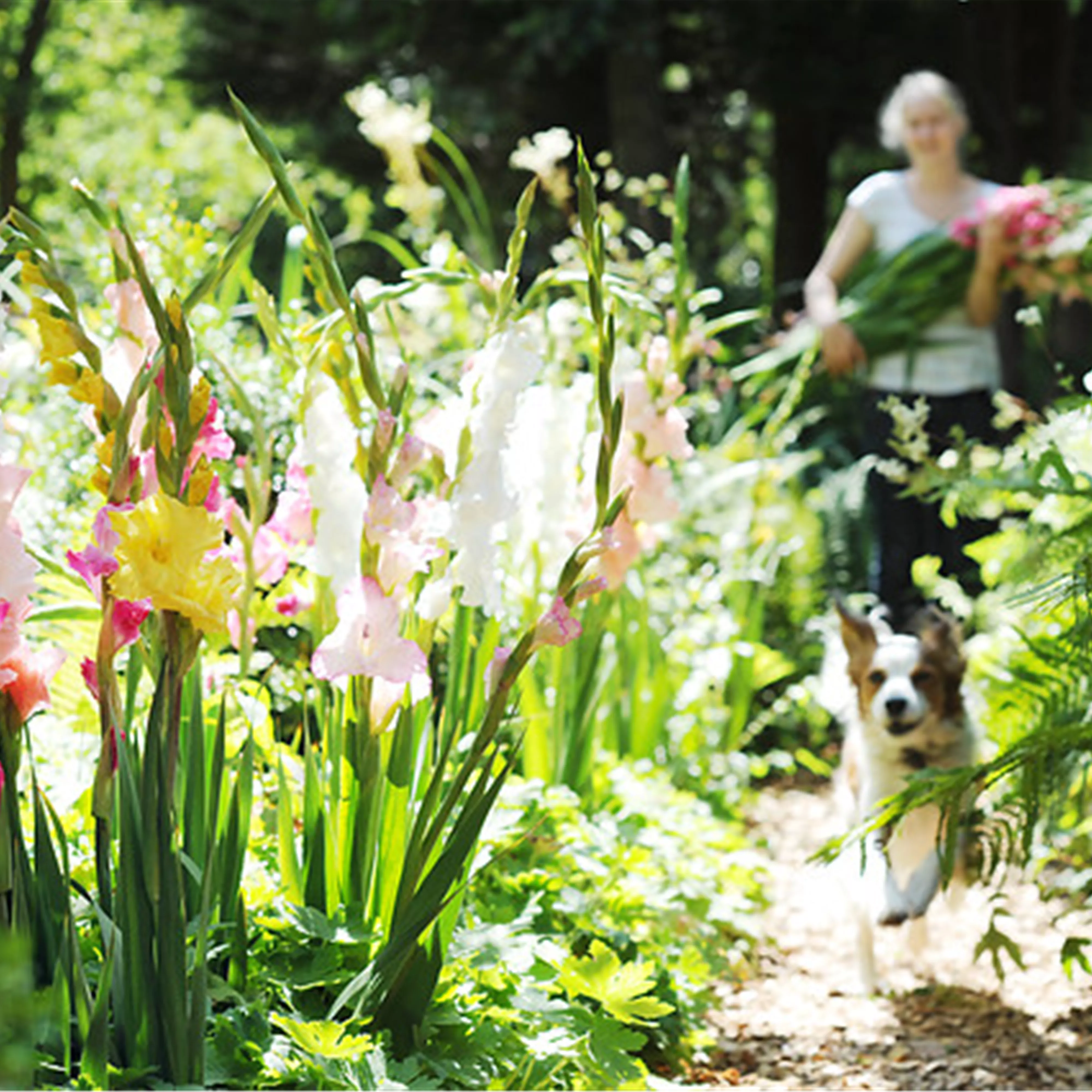 Schöne Blumen aus dem eigenen Garten