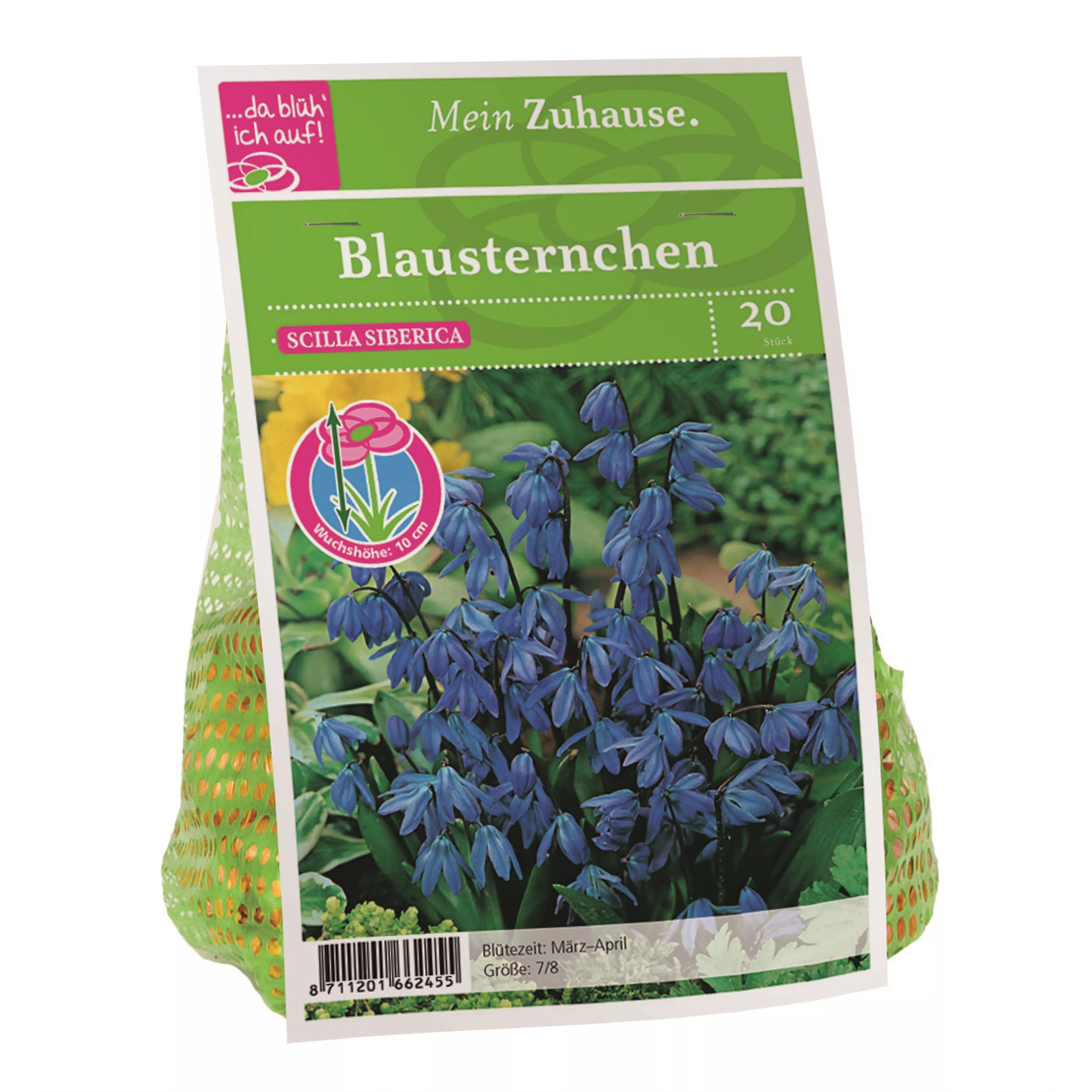 Blumenzwiebel Blausternchen