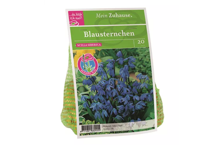 Blumenzwiebel Blausternchen