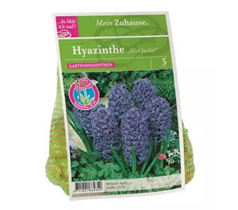 Blumenzwiebel Hyazinthe 'Blue Jacket'