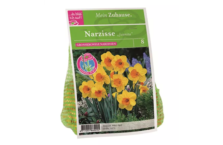 Blumenzwiebel Narzisse 'Juanita'