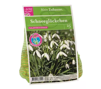 Blumenzwiebel Schneeglöckchen weiß