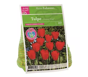 Blumenzwiebel Tulpe 'Fostery King'