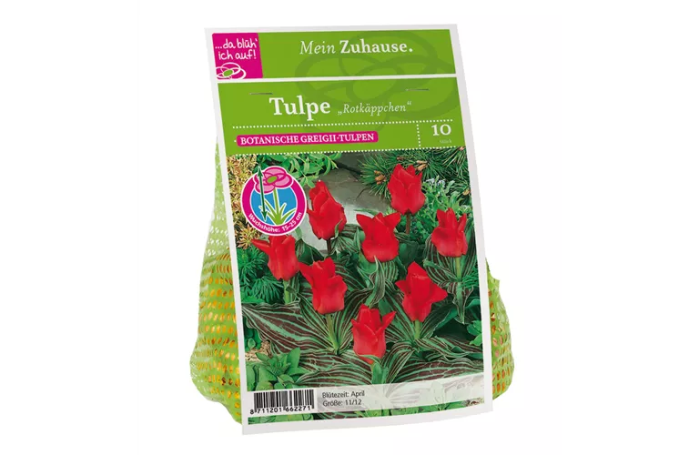 Blumenzwiebel Tulpe 'Rotkäppchen'