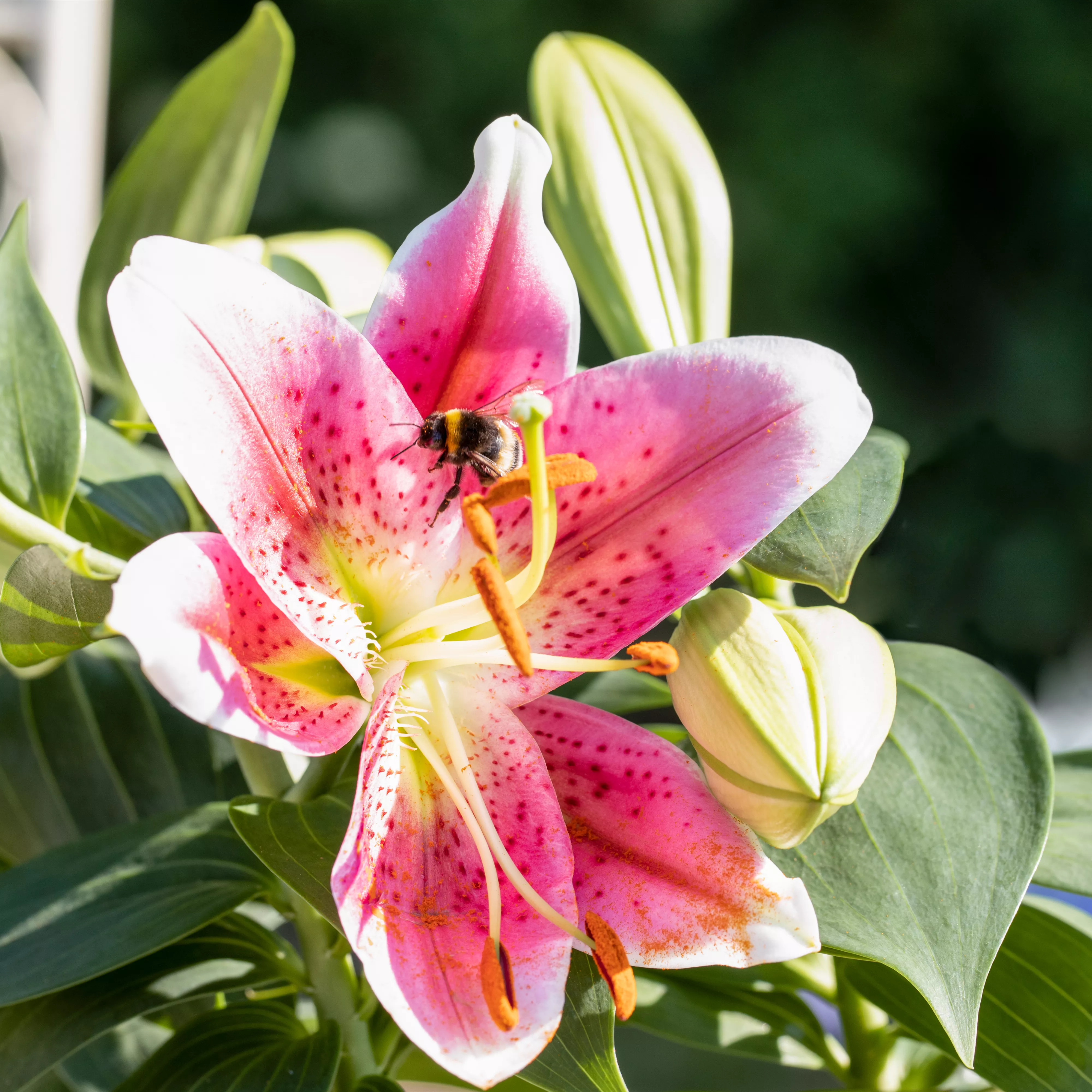 Pflanzzeit für Lilien