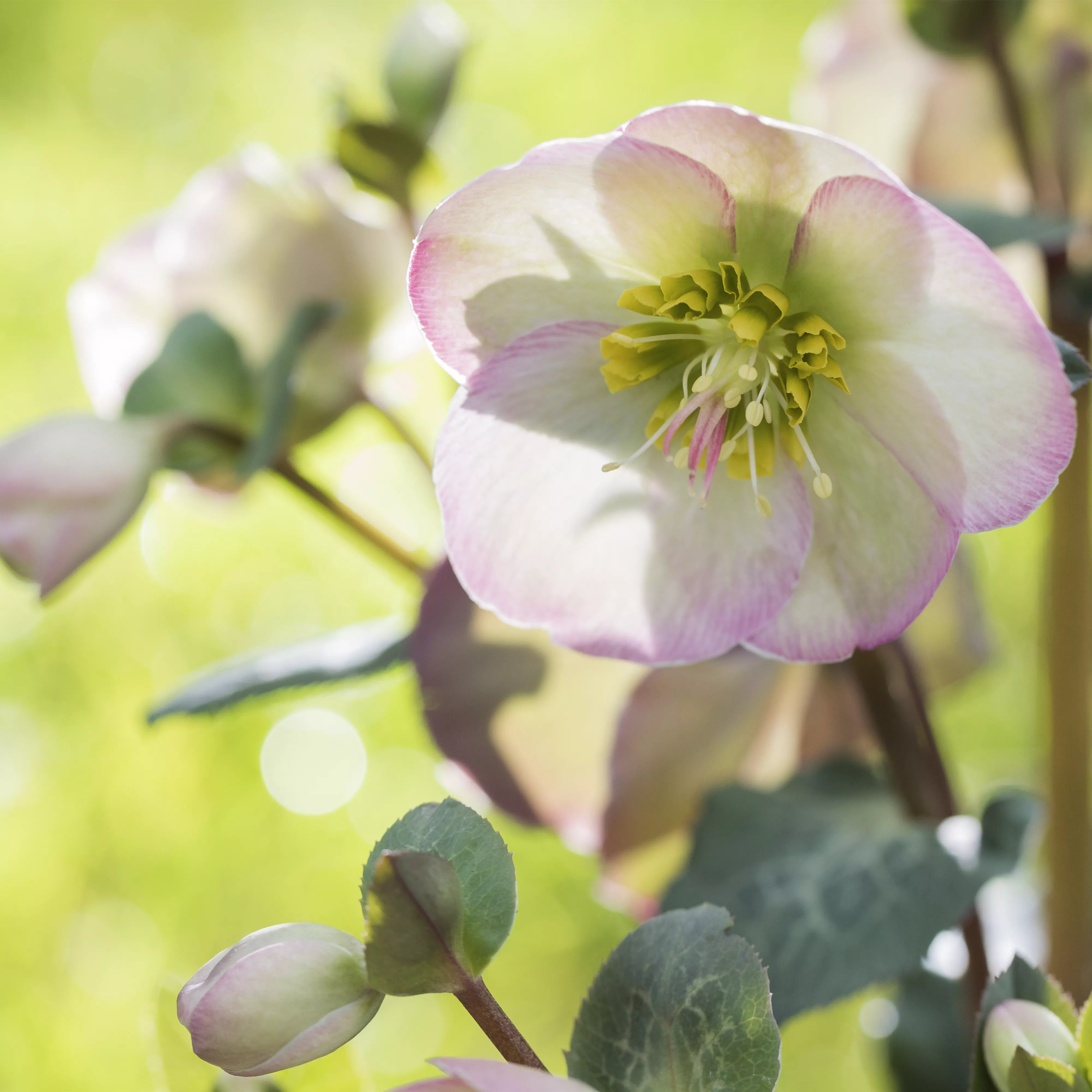 Christrose und Lenzrose