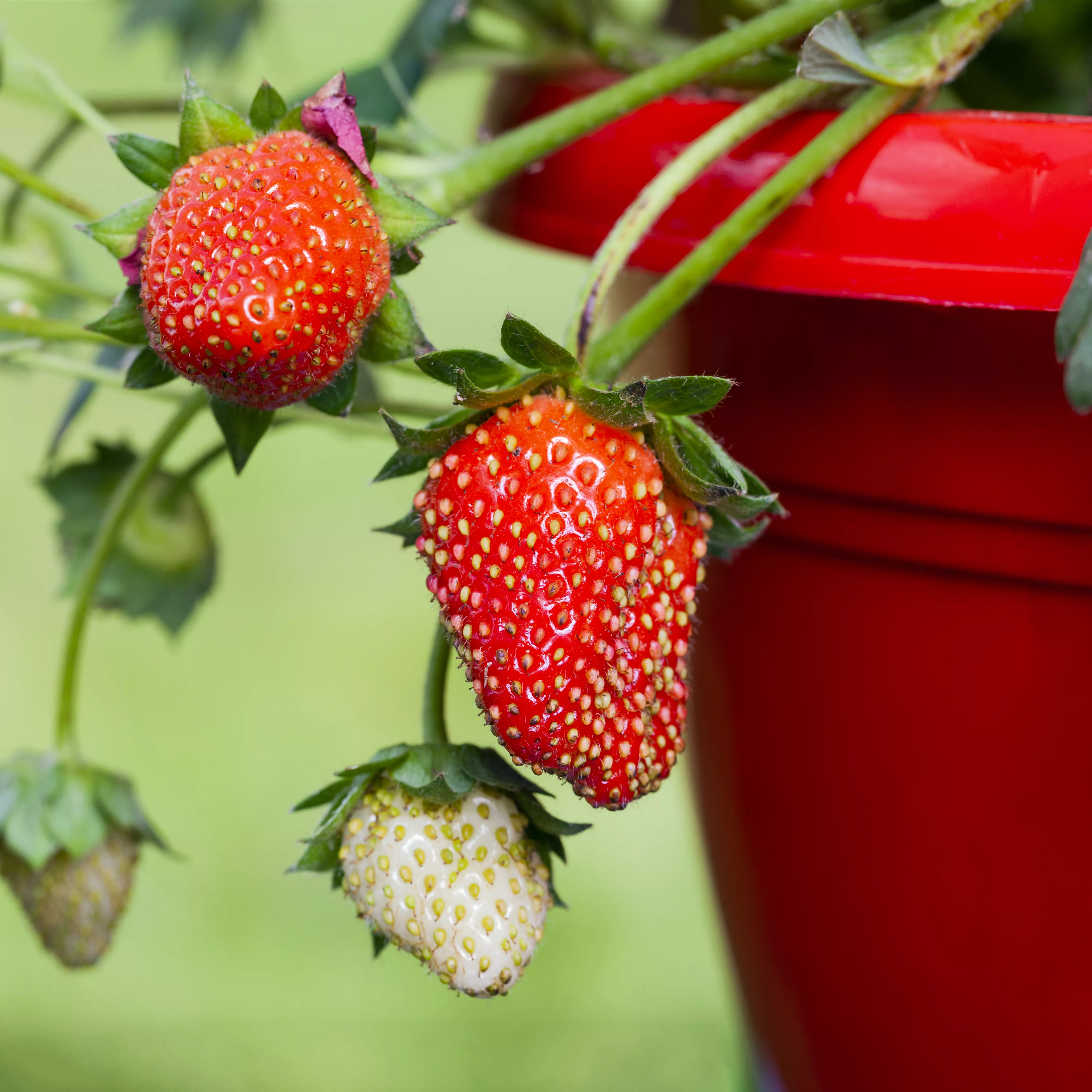 Erdbeeren im Topf ziehen