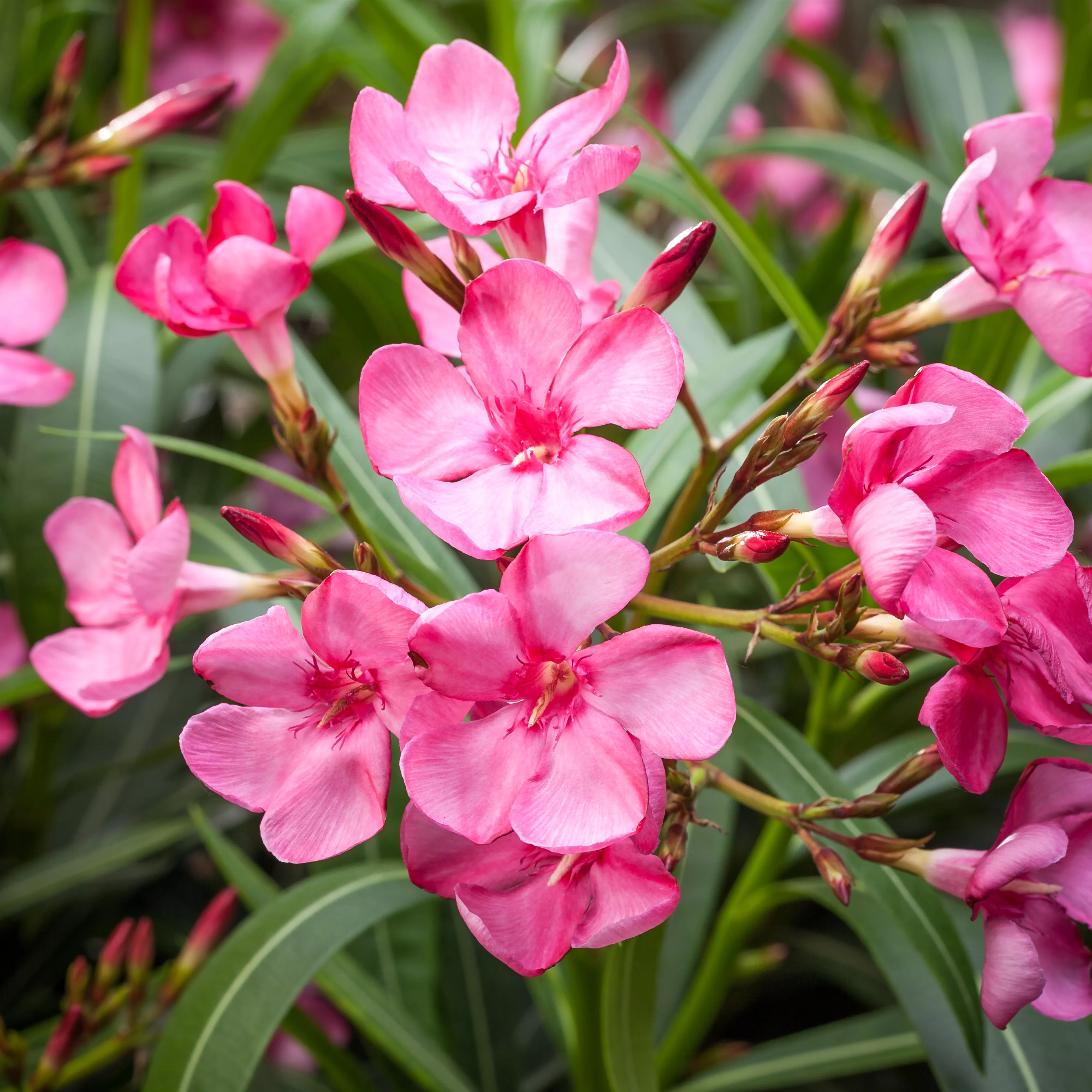 Oleander selber vermehren